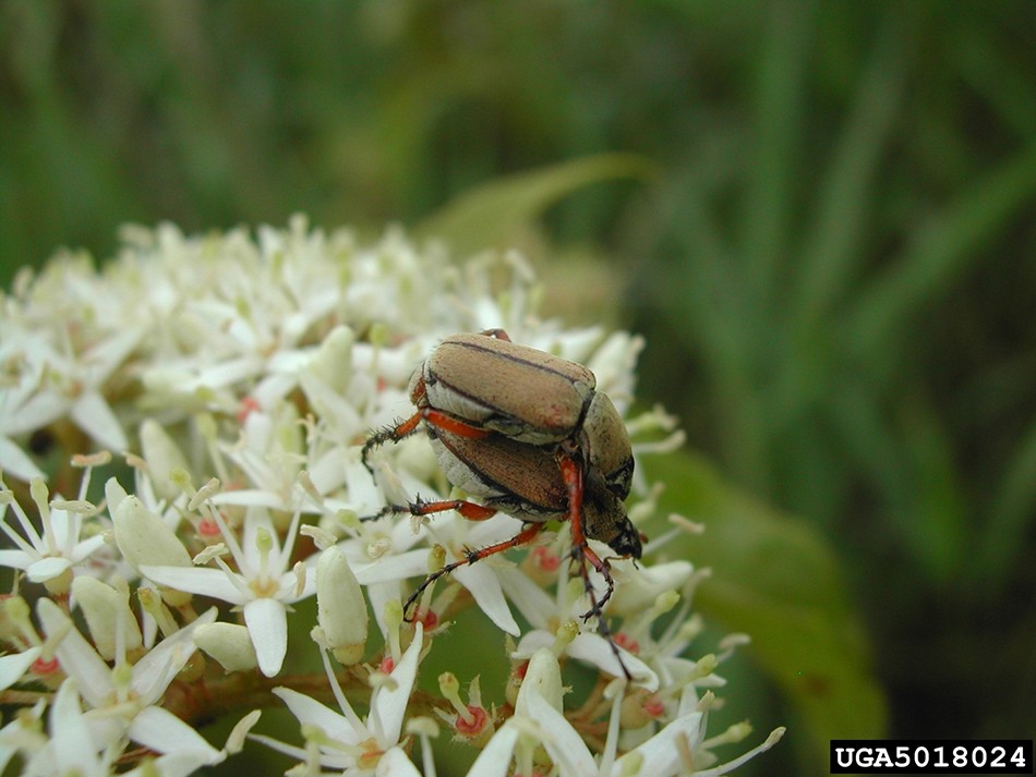Japanese Beetle