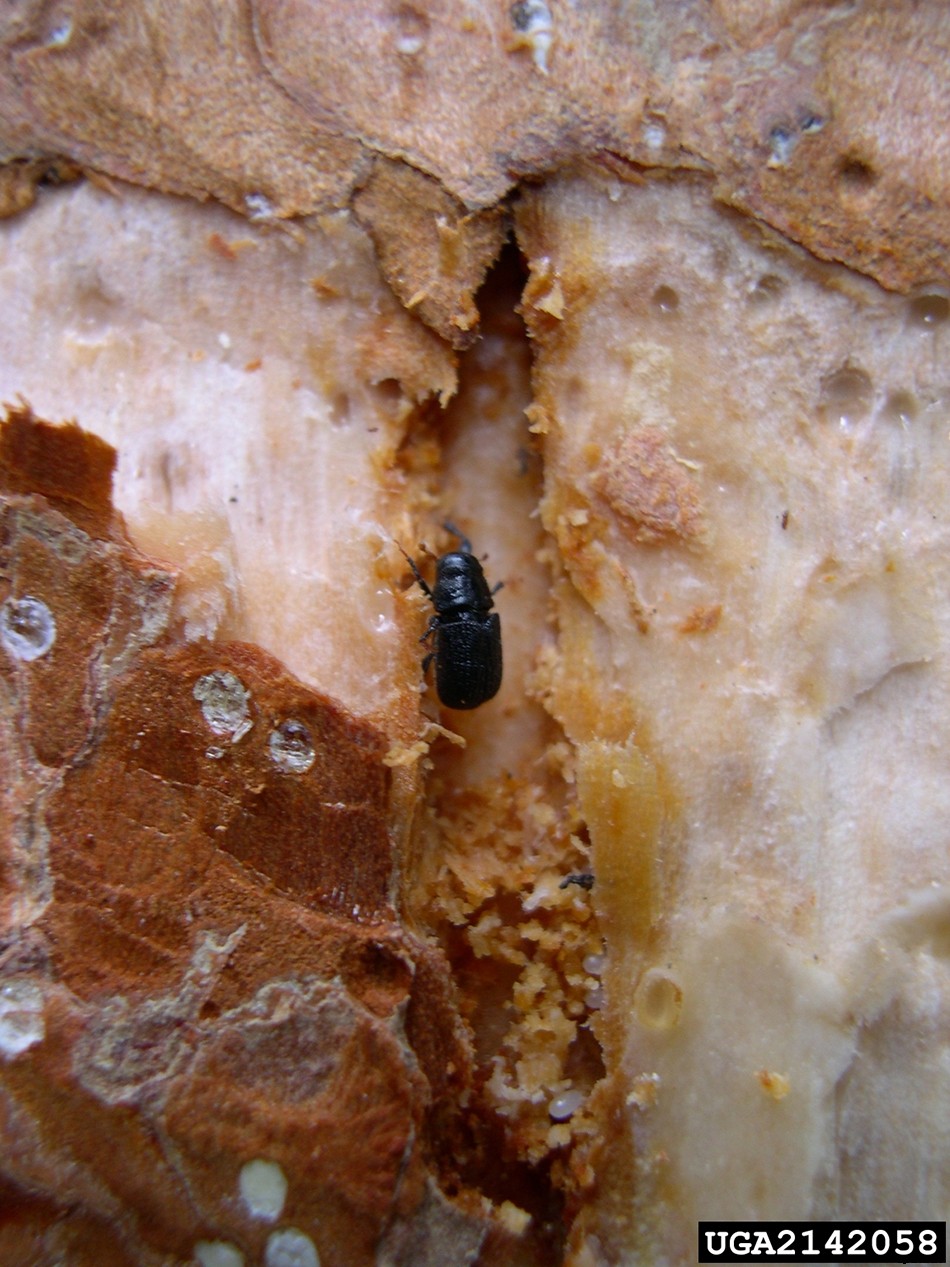 Mountain Pine Beetle