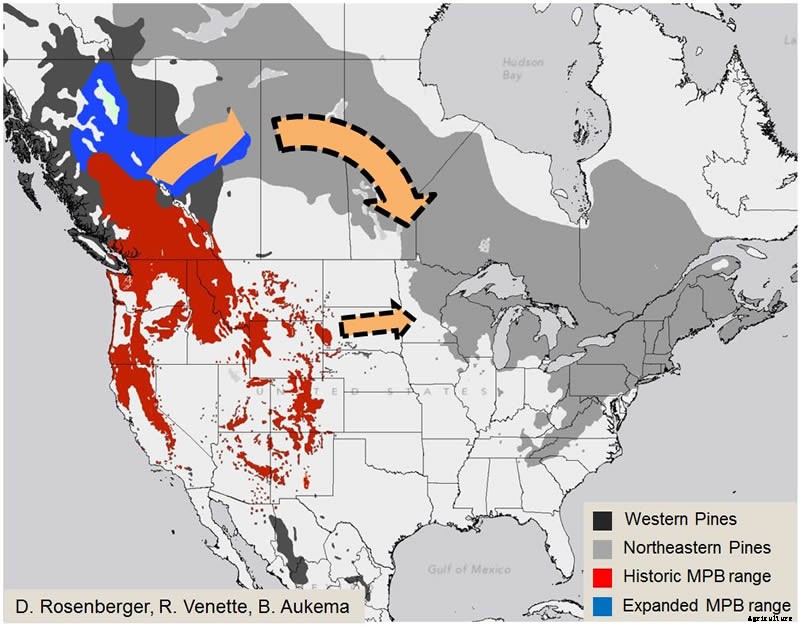 Mountain Pine Beetle