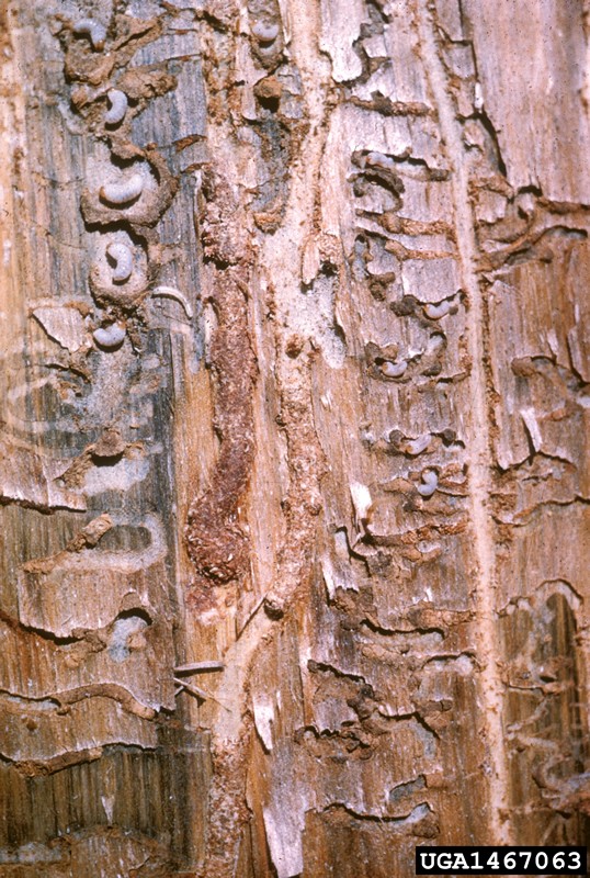 Mountain Pine Beetle