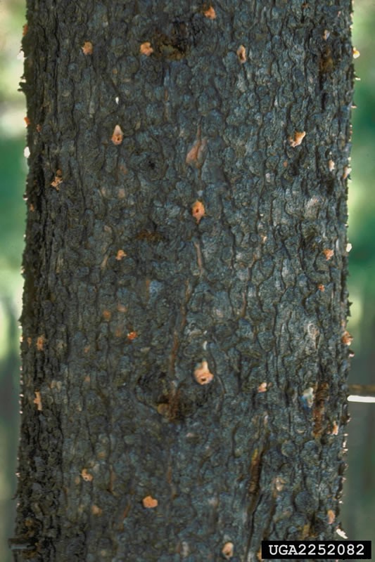 Mountain Pine Beetle