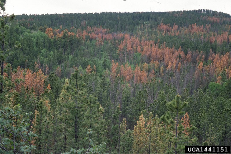 Mountain Pine Beetle