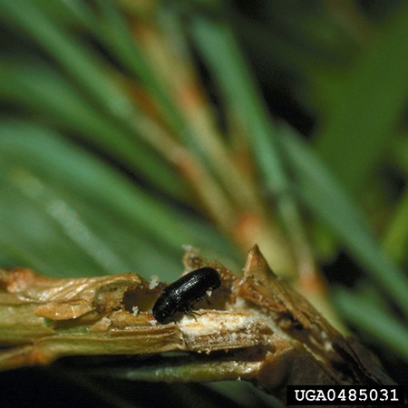 Pine Shoot Beetle