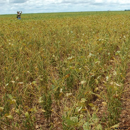 Soybean Rust
