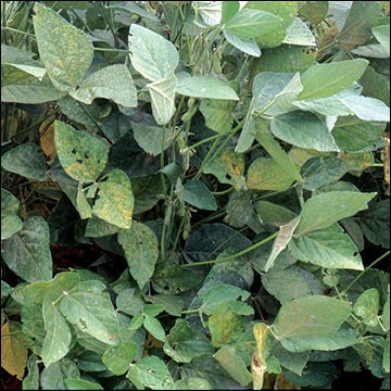 Soybean Rust