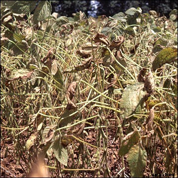 Soybean Rust