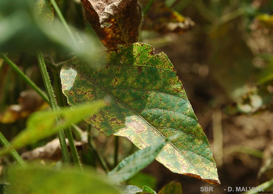 Soybean Rust