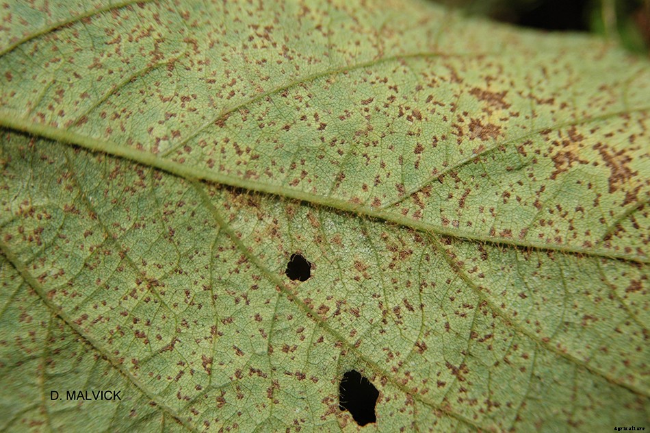 Soybean Rust