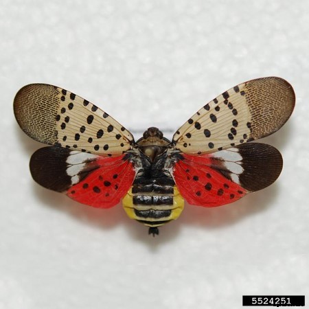 Spotted Lanternfly