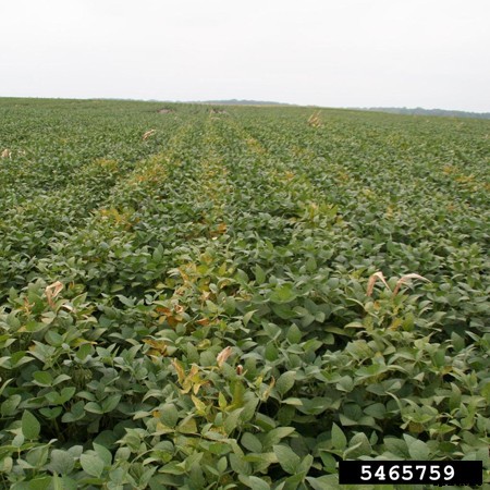 Sudden Death Syndrome of Soybean