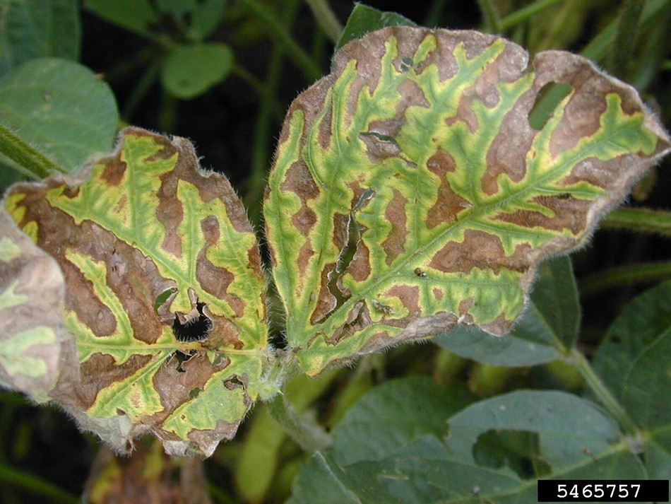 Sudden Death Syndrome of Soybean