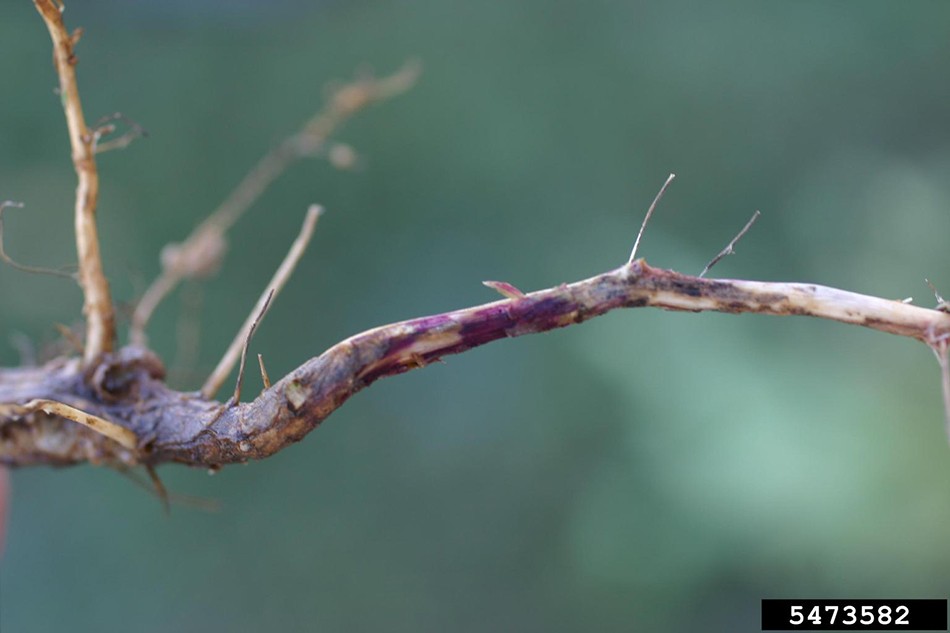 Sudden Death Syndrome of Soybean