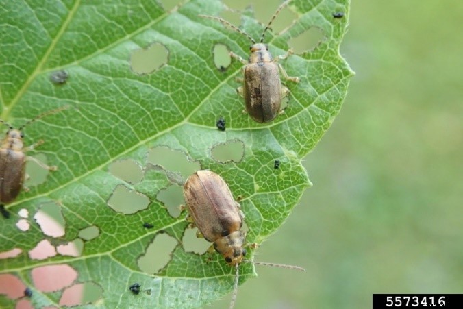 Viburnum Leaf Beetle
