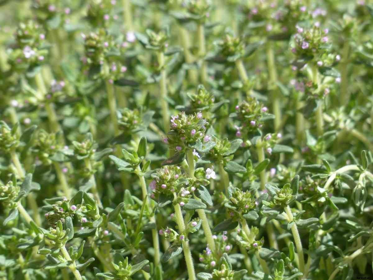 Thyme Gardening For Beginners, How To Start