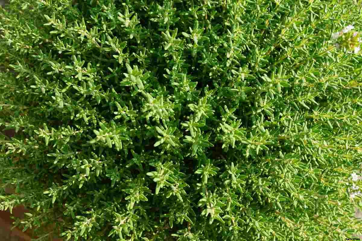 Thyme Gardening For Beginners, How To Start