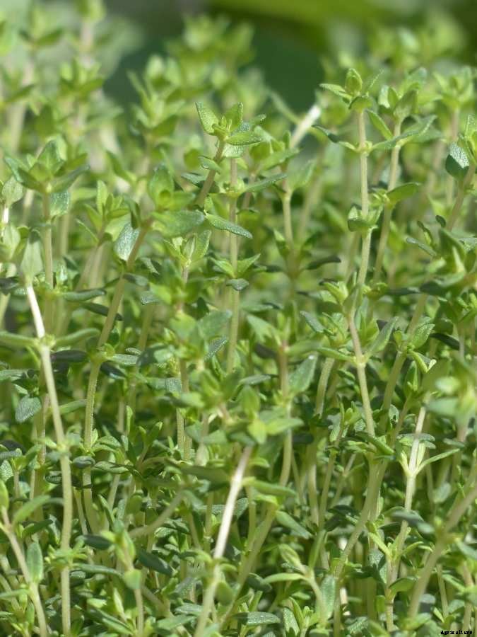 Thyme Gardening For Beginners, How To Start