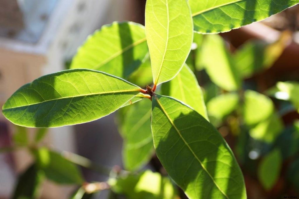 Bay Leaf Gardening For Beginners, How To Start