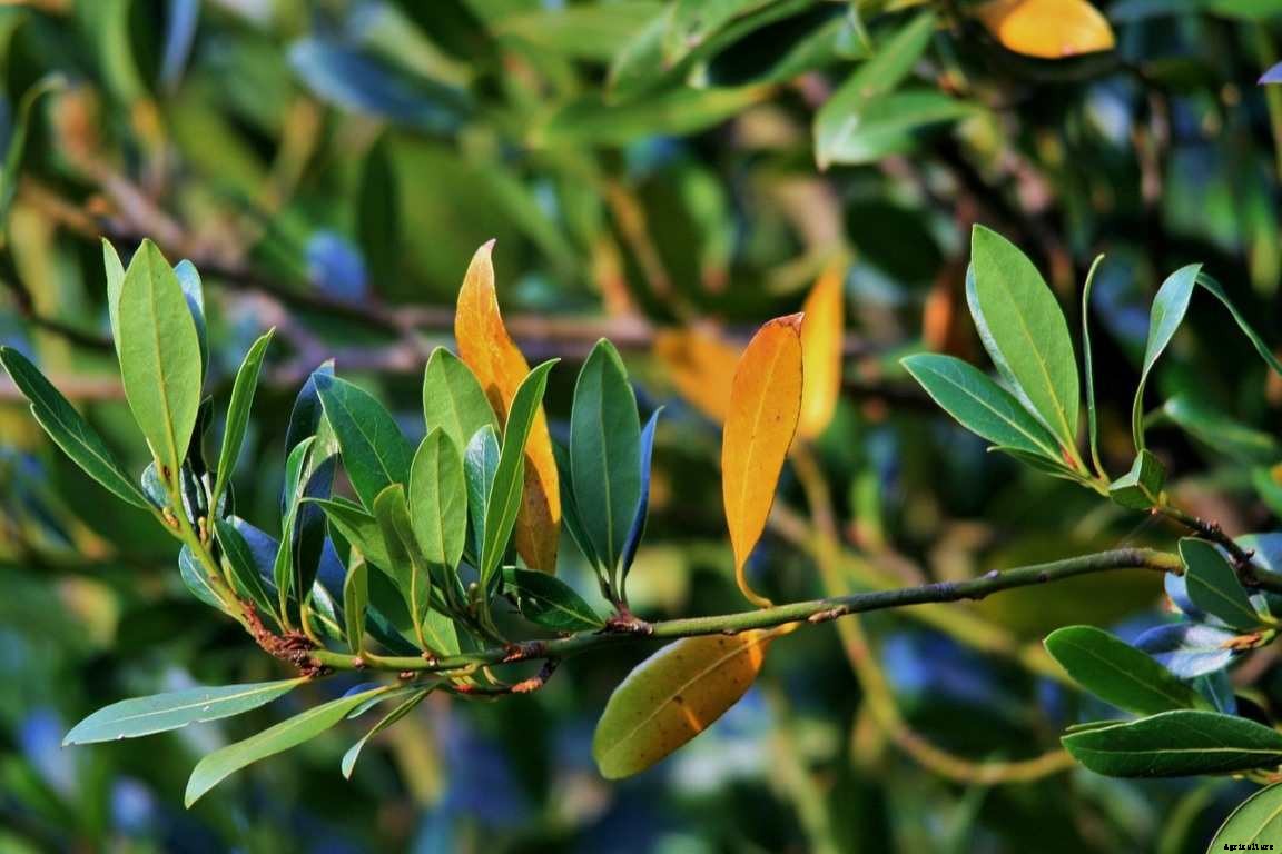 Bay Leaf Gardening For Beginners, How To Start