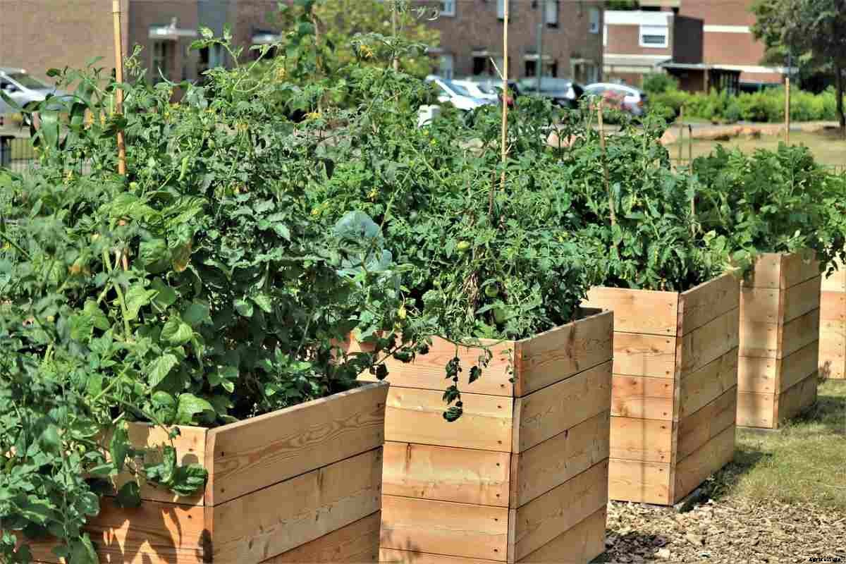 Backyard Vegetable Farming, How To Start, Ideas