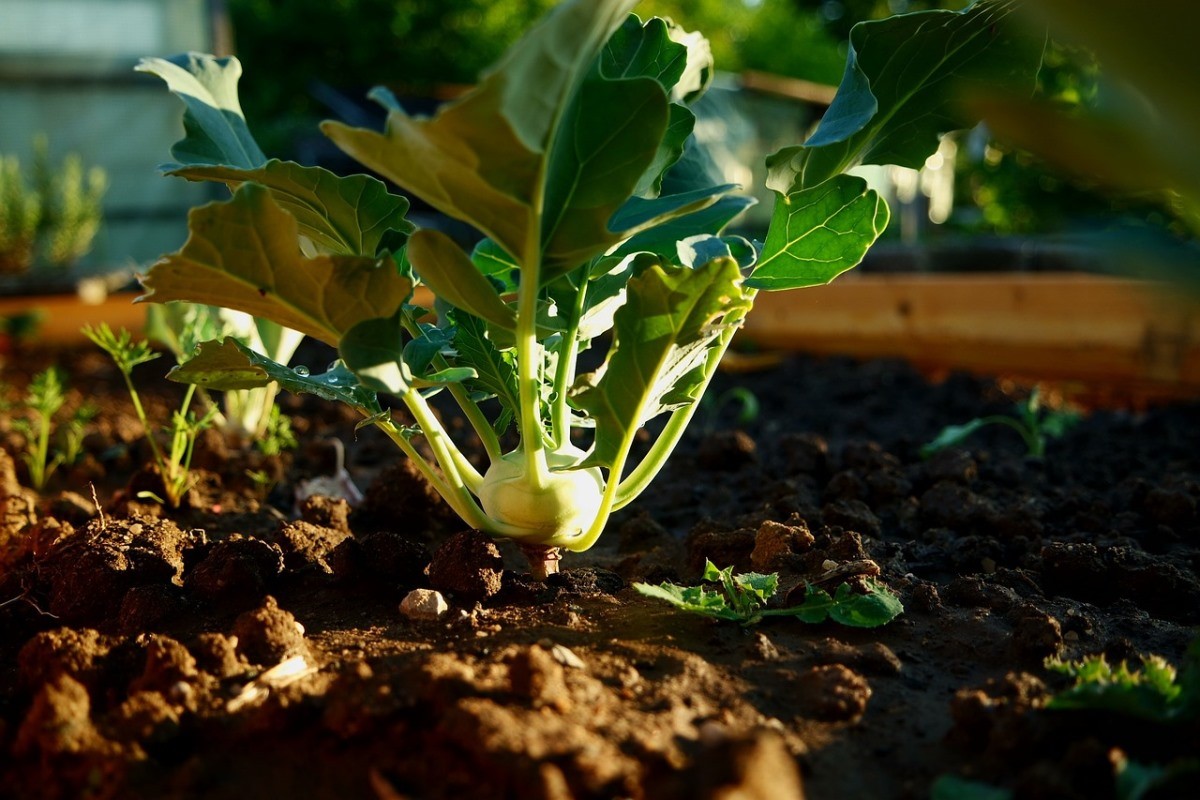 Kohlrabi Gardening For Beginners, How To Start