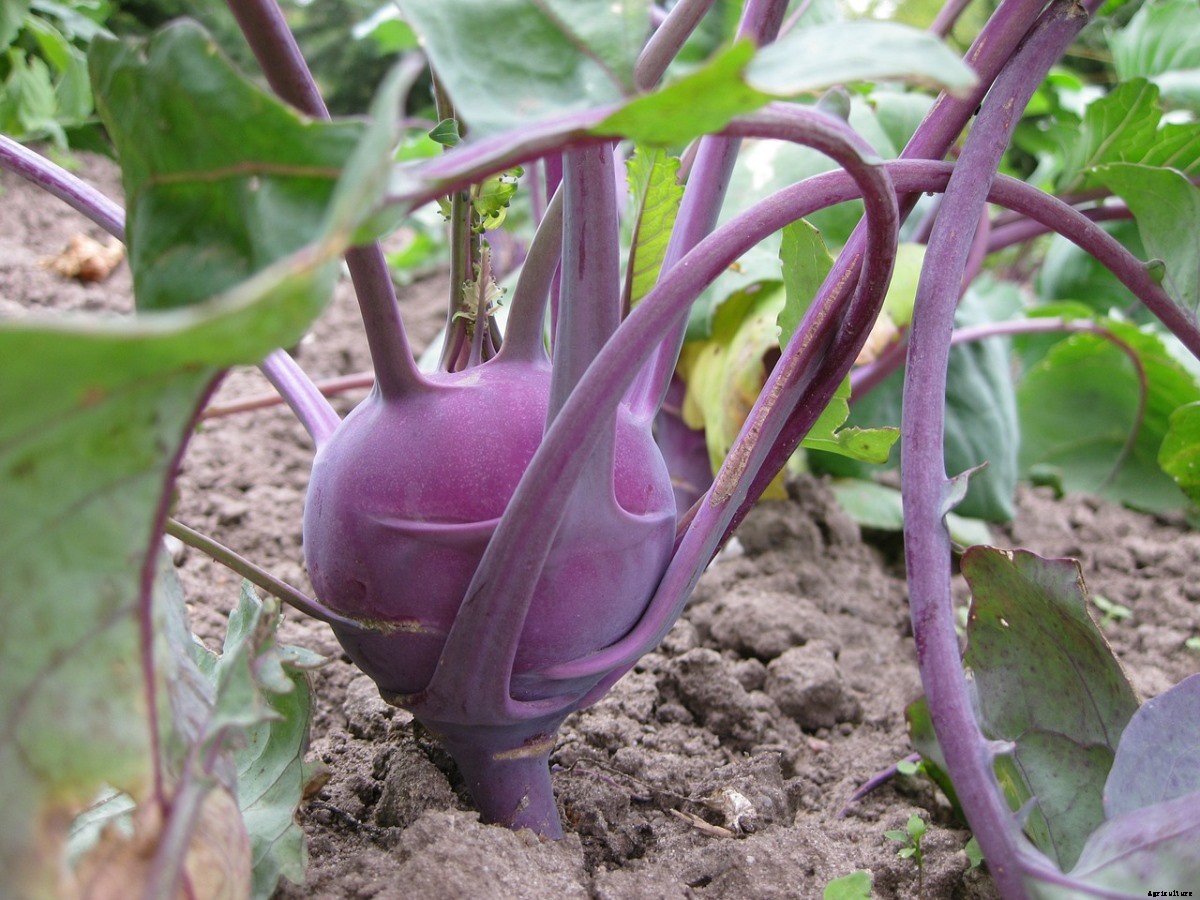 Kohlrabi Gardening For Beginners, How To Start