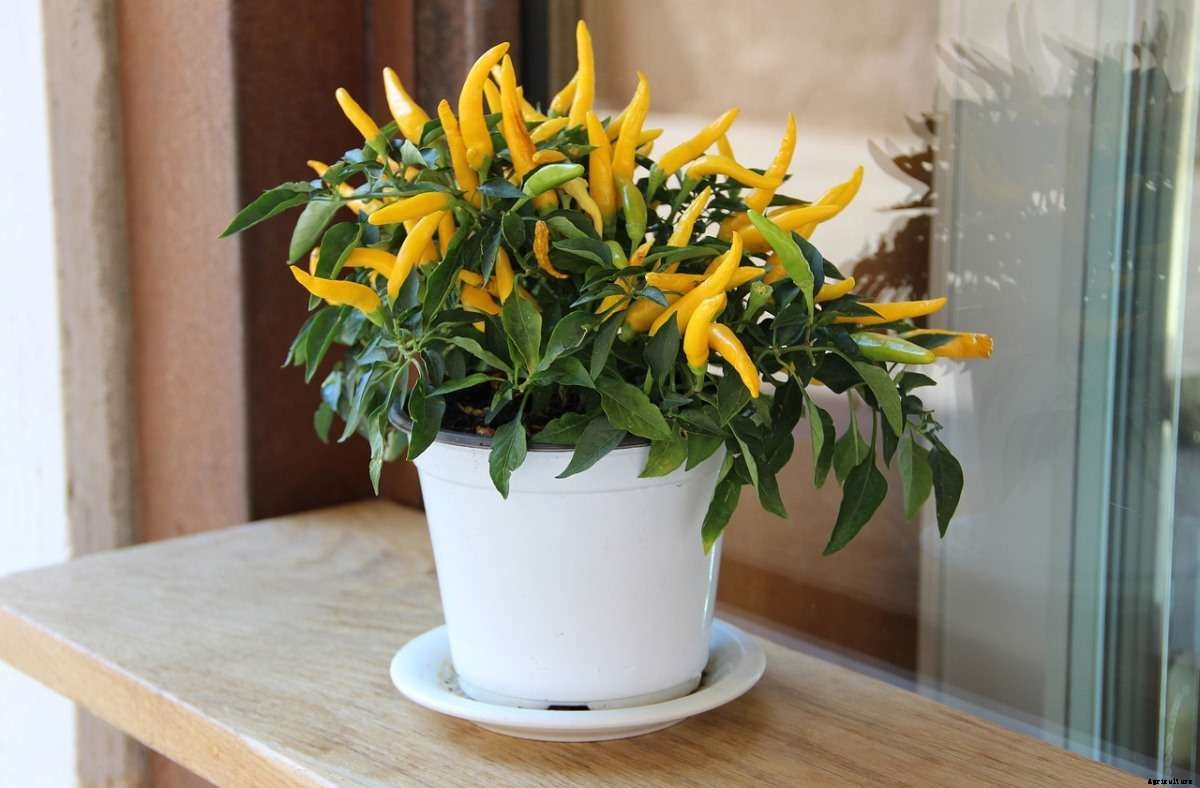 Vegetable Container Gardening for Beginners