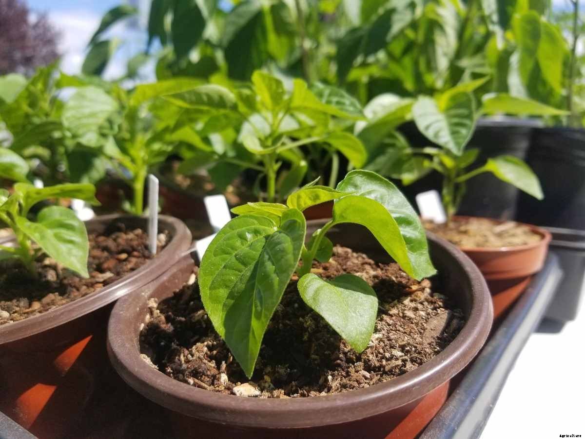 Vegetable Container Gardening for Beginners