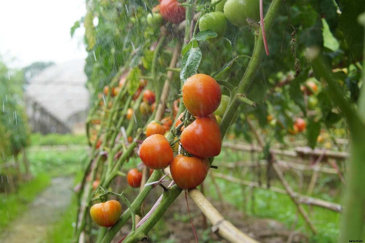 Tomato Farming In Karnataka, Areas, Seasons, Yield