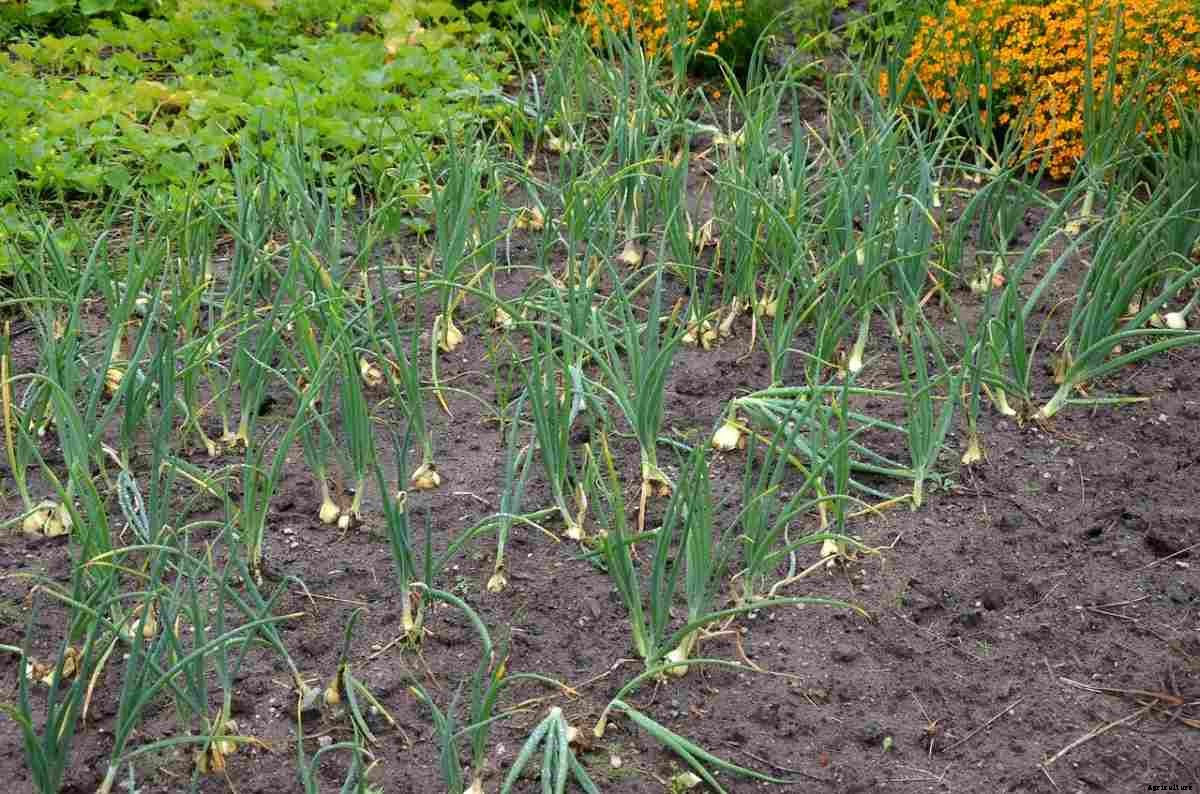 How To Start Onion Farming, Questions, Answers
