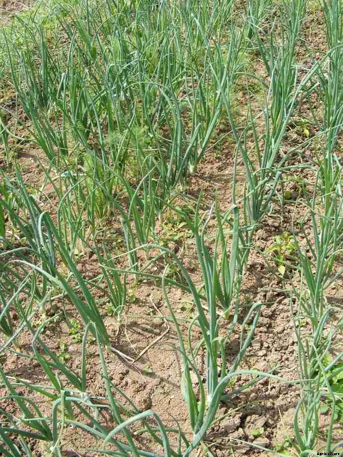 How To Start Onion Farming, Questions, Answers