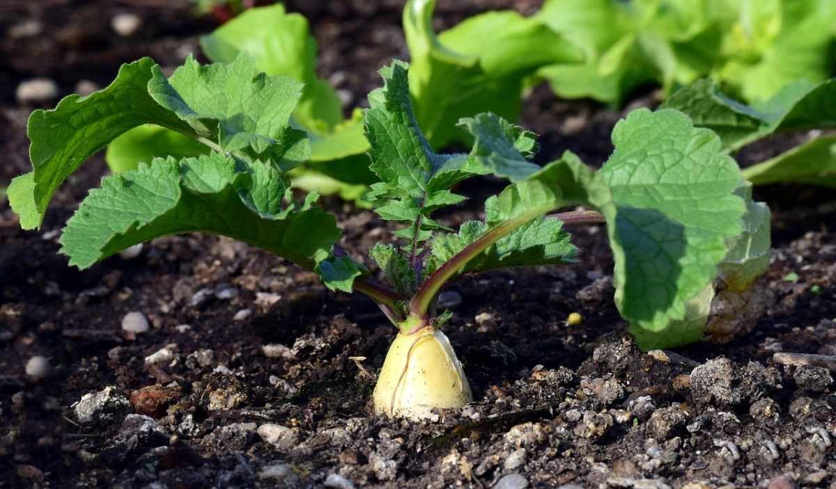 Radish Gardening For Beginners – How To Start, FAQs