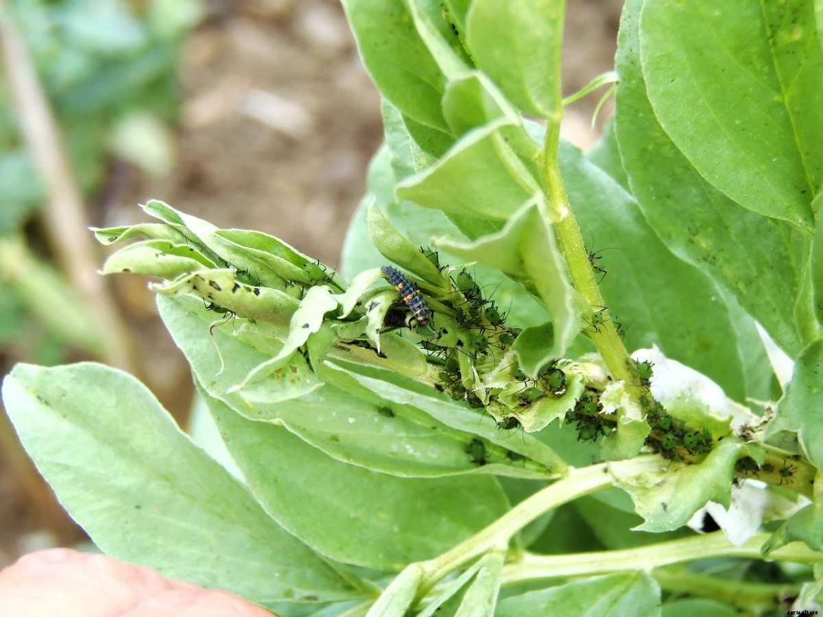 Growing Broad Beans From Seed – Planting Guide