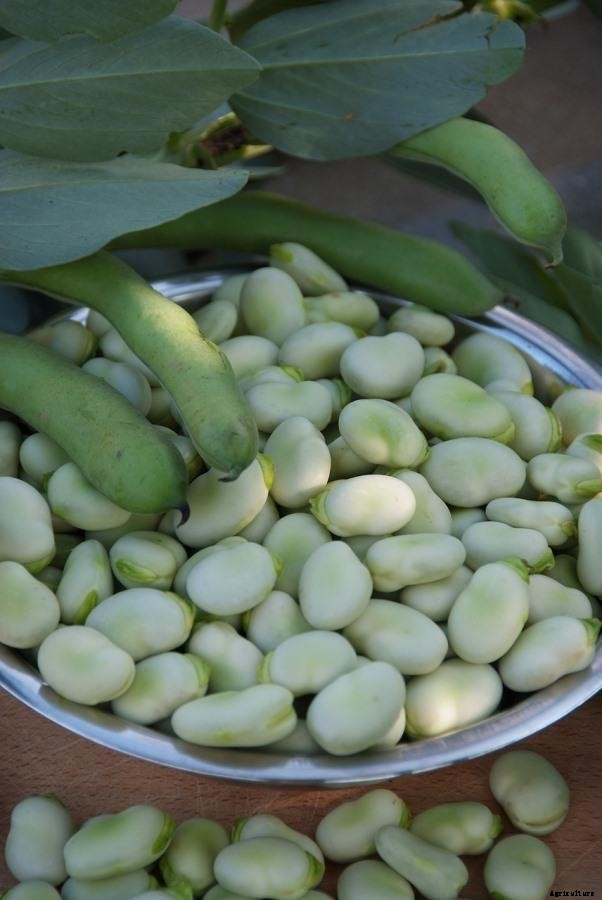 Growing Broad Beans From Seed – Planting Guide