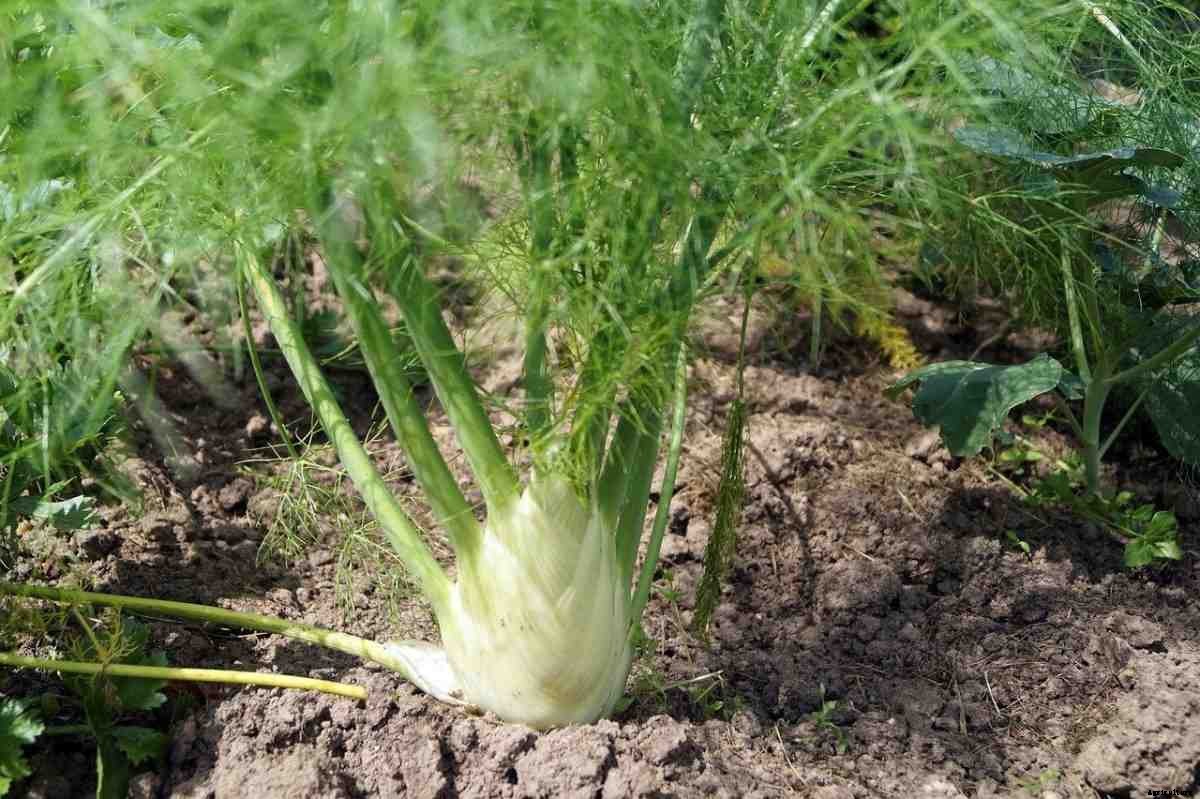 Growing Organic Fennel – From Seed, Planting Guide