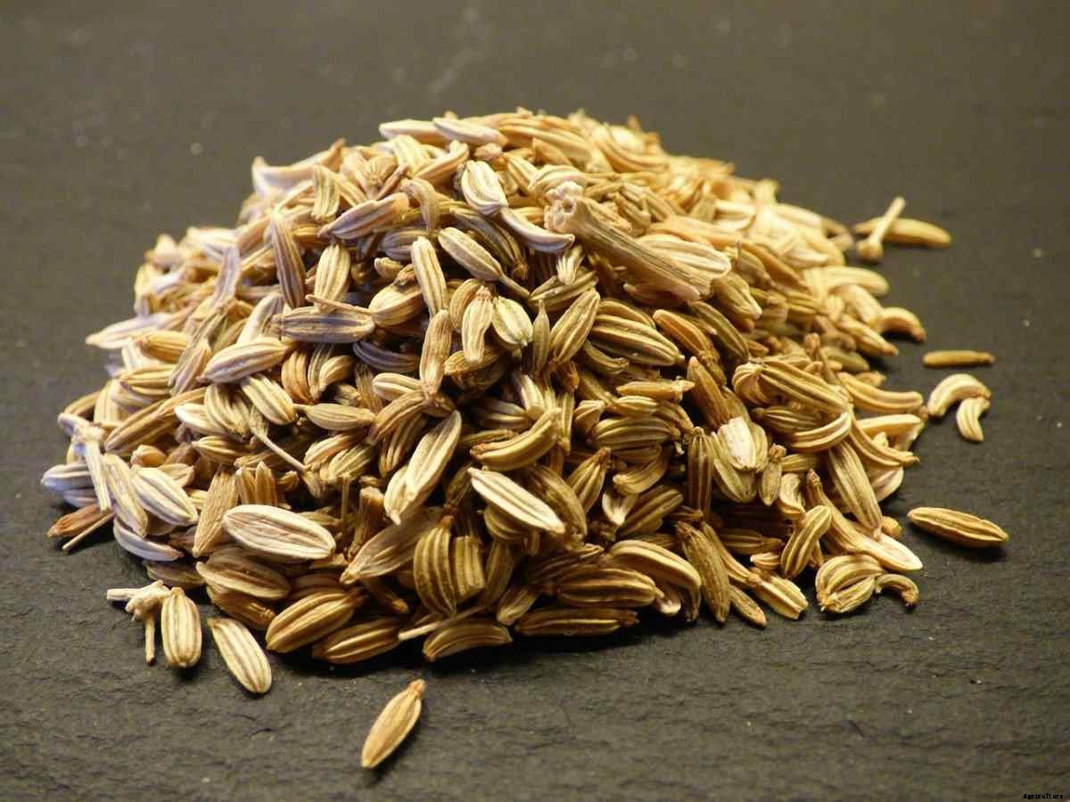 Growing Organic Fennel – From Seed, Planting Guide