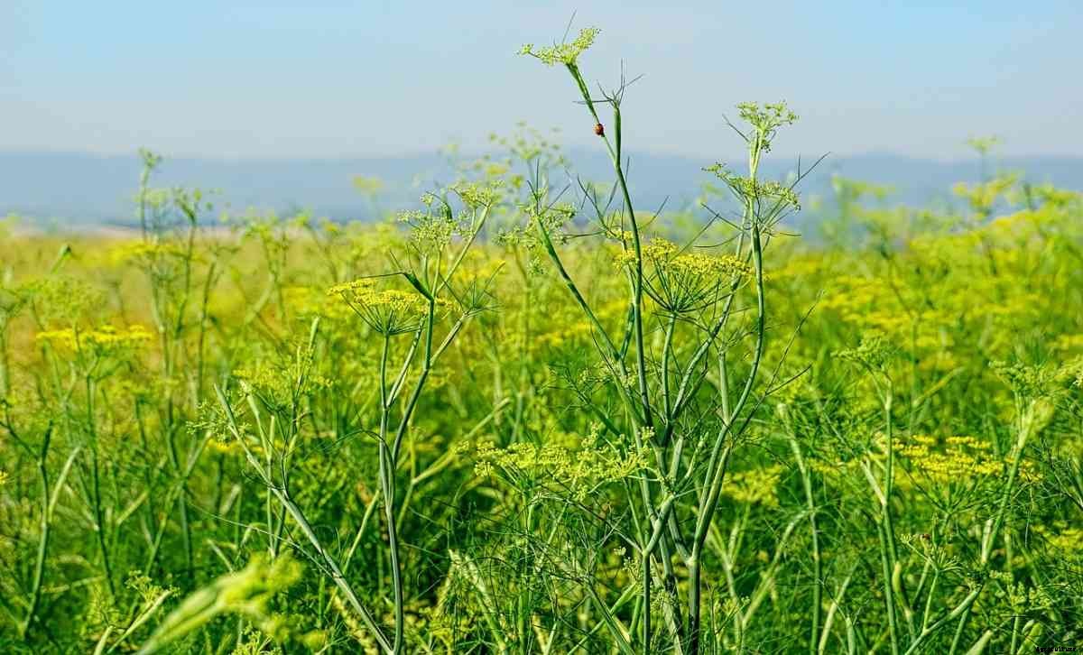 Growing Organic Fennel – From Seed, Planting Guide
