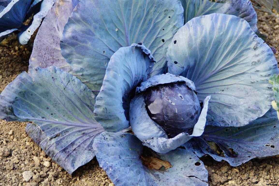Growing Red Cabbage – Tips,  Techniques, and Secrets