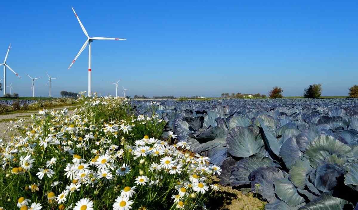 Growing Red Cabbage – Tips,  Techniques, and Secrets
