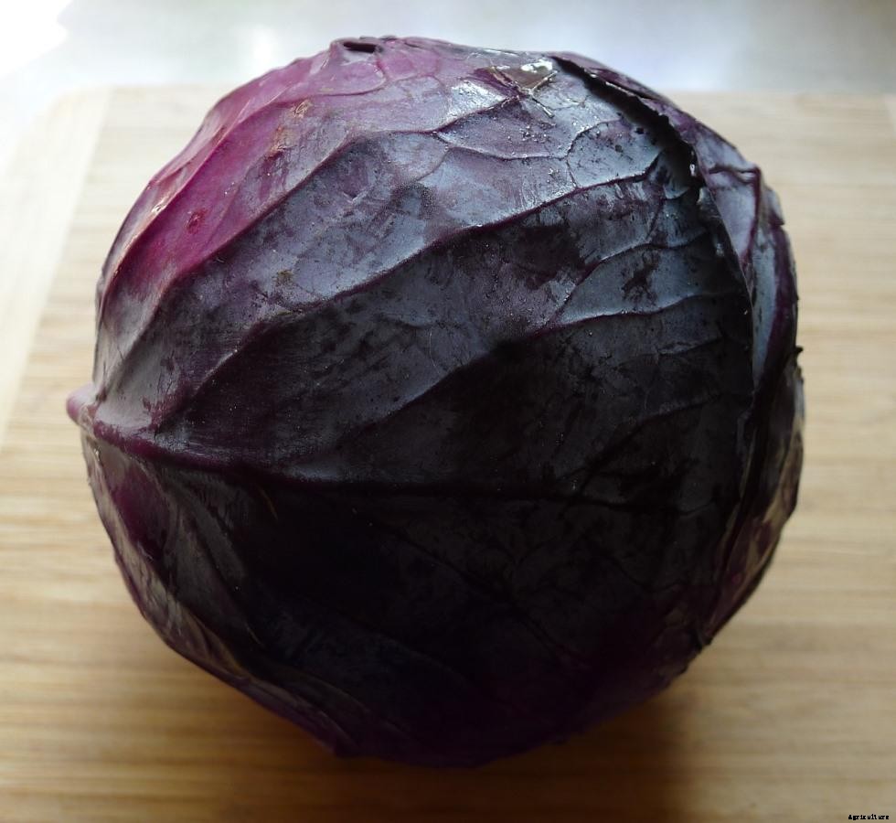 Growing Red Cabbage – Tips,  Techniques, and Secrets