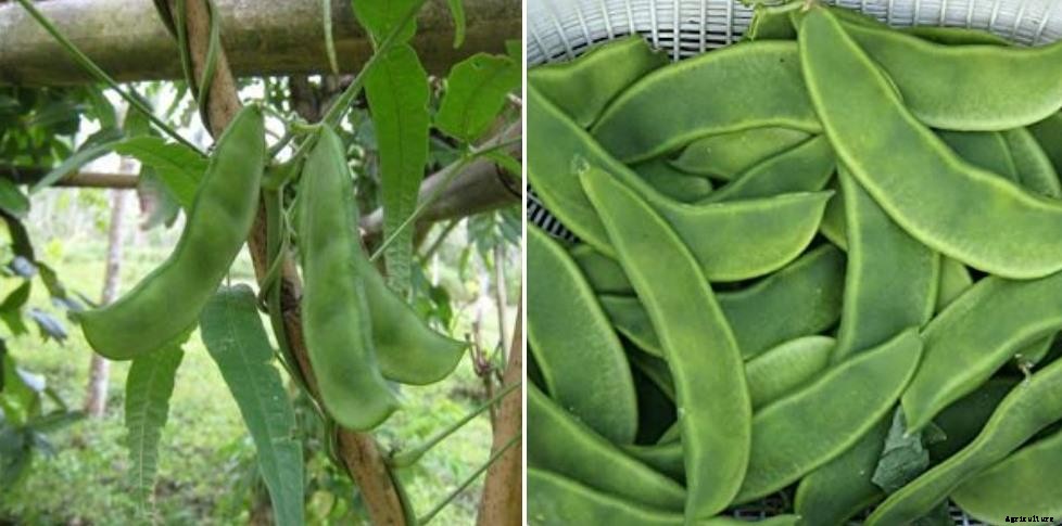 Growing Butter Beans, Planting Tips, Ideas, Secrets