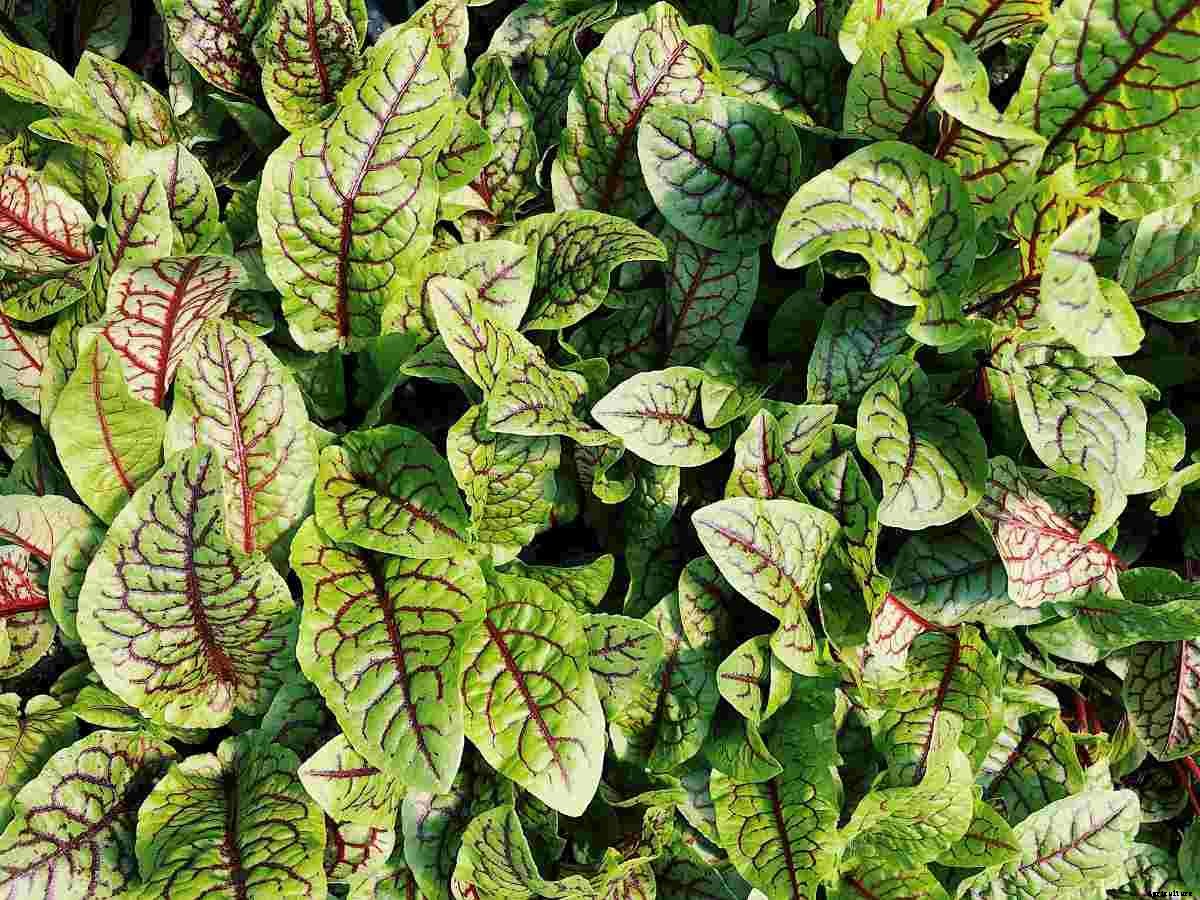 Using Old Tires In Garden – For Beginners