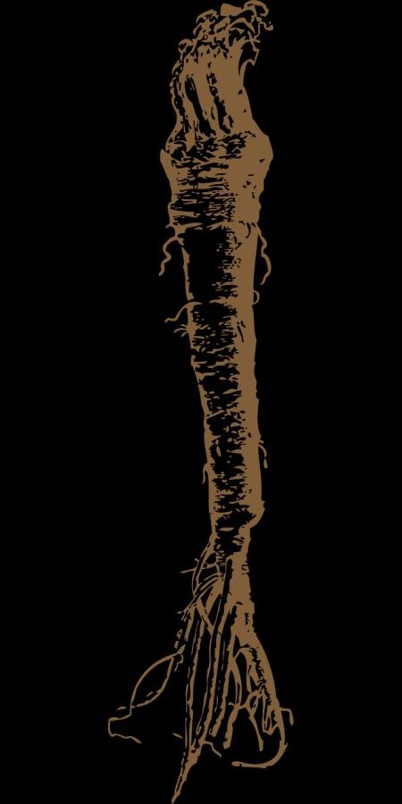 Horseradish Farming – Cultivation  In India