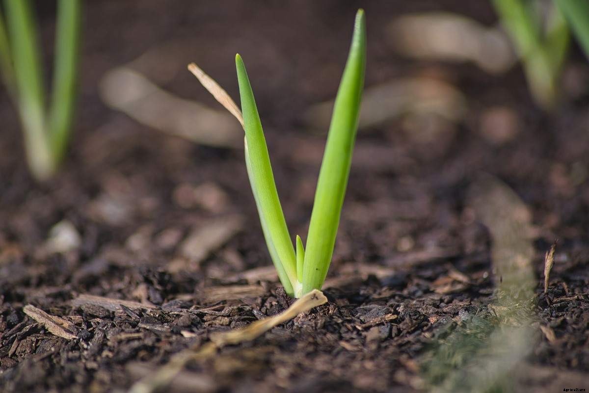 Growing Spring Onions – Farming Tips, Ideas, Secrets