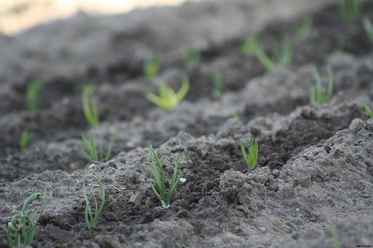 Growing Spring Onions – Farming Tips, Ideas, Secrets