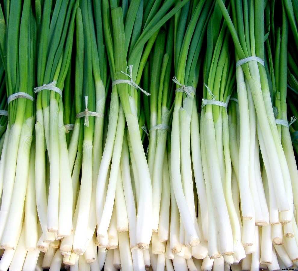 Growing Spring Onions – Farming Tips, Ideas, Secrets