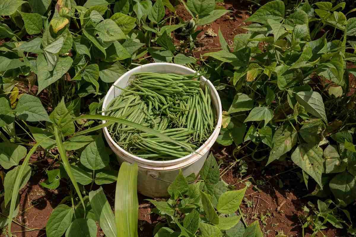 Growing Vegetables In Summer – In India