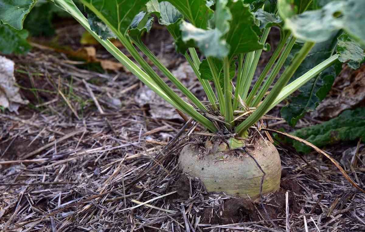 Planting Root Vegetables – Growing Root Vegetables