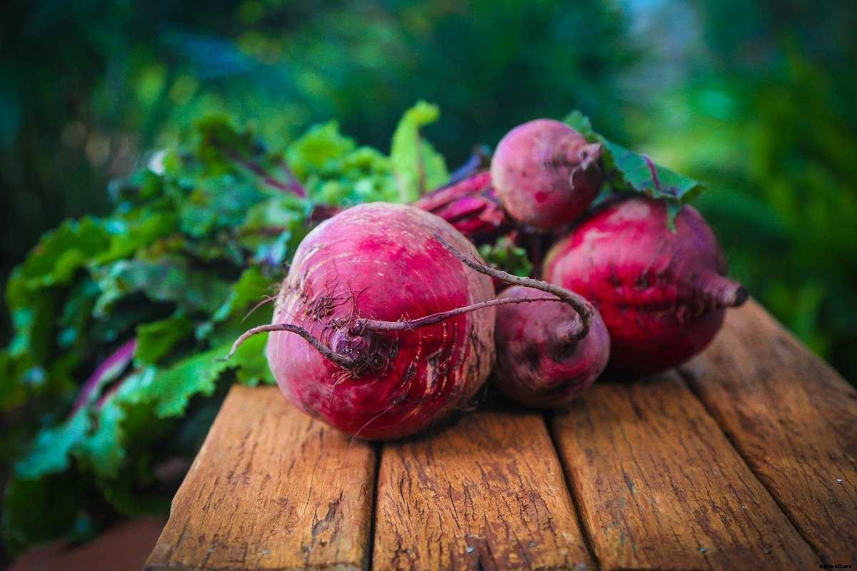 Growing Organic Beetroot – Planting, Tips, Ideas