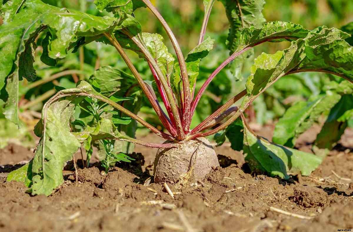 Growing Organic Beetroot – Planting, Tips, Ideas