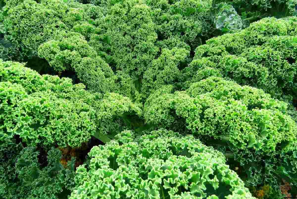 Growing Organic Kale – Tips, Ideas, Secrets